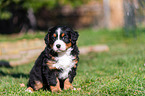Bernese Mountain Dog Puppy