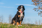 Bernese Mountain Dog Puppy
