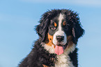 Bernese Mountain Dog Puppy