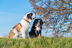 playing dogs