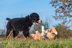 playing dogs