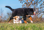 playing dogs