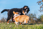 playing dogs