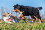 playing dogs