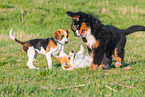 playing dogs
