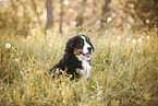 Bernese Mountain Dog Puppy