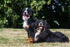 2 Bernese Mountain Dogs