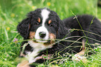 Bernese Mountain Dog Puppy