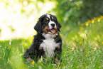 Bernese Mountain Dog Puppy