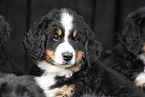 Bernese Mountain Dog Puppy