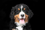 Bernese Mountain Dog Puppy