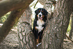 male Bernese Mountain Dog