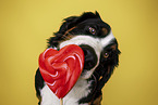 Bernese Mountain Dog Portrait