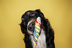 Bernese Mountain Dog Portrait