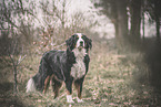 Bernese Mountain Dog