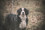 Bernese Mountain Dog