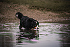 male Bernese Mountain Dog