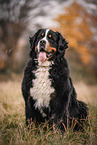 male Bernese Mountain Dog
