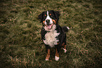 male Bernese Mountain Dog