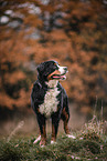male Bernese Mountain Dog