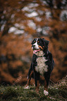 male Bernese Mountain Dog