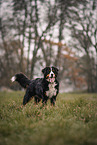 male Bernese Mountain Dog