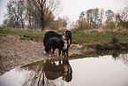 Bernese Mountain Dogs