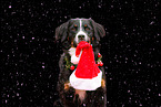 Bernese Mountain Dog in studio