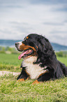Bernese Mountain Dog