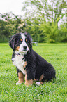 Bernese Mountain Dog