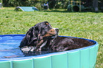 Bernese Mountain Dog