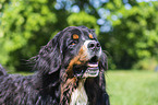Bernese Mountain Dog