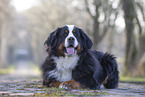 Bernese Mountain Dog
