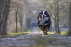 Bernese Mountain Dog