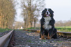 Bernese Mountain Dog