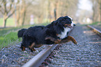 Bernese Mountain Dog