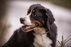 Bernese Mountain Dog
