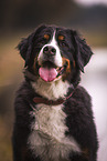 Bernese Mountain Dog