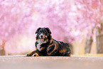 Bernese Mountain Dog