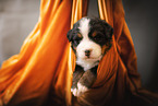 Bernese Mountain Dog Puppy