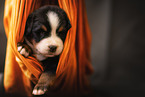 Bernese Mountain Dog Puppy
