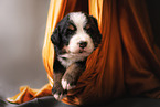 Bernese Mountain Dog Puppy