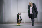 Bernese Mountain Dog