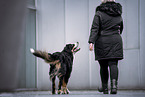 Bernese Mountain Dog