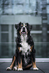 Bernese Mountain Dog