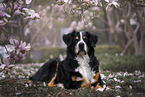 Bernese Mountain Dog