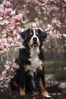 Bernese Mountain Dog