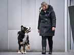 Bernese Mountain Dog