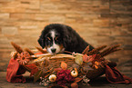 Bernese Mountain Dog Puppy