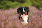 Bernese Mountain Dog